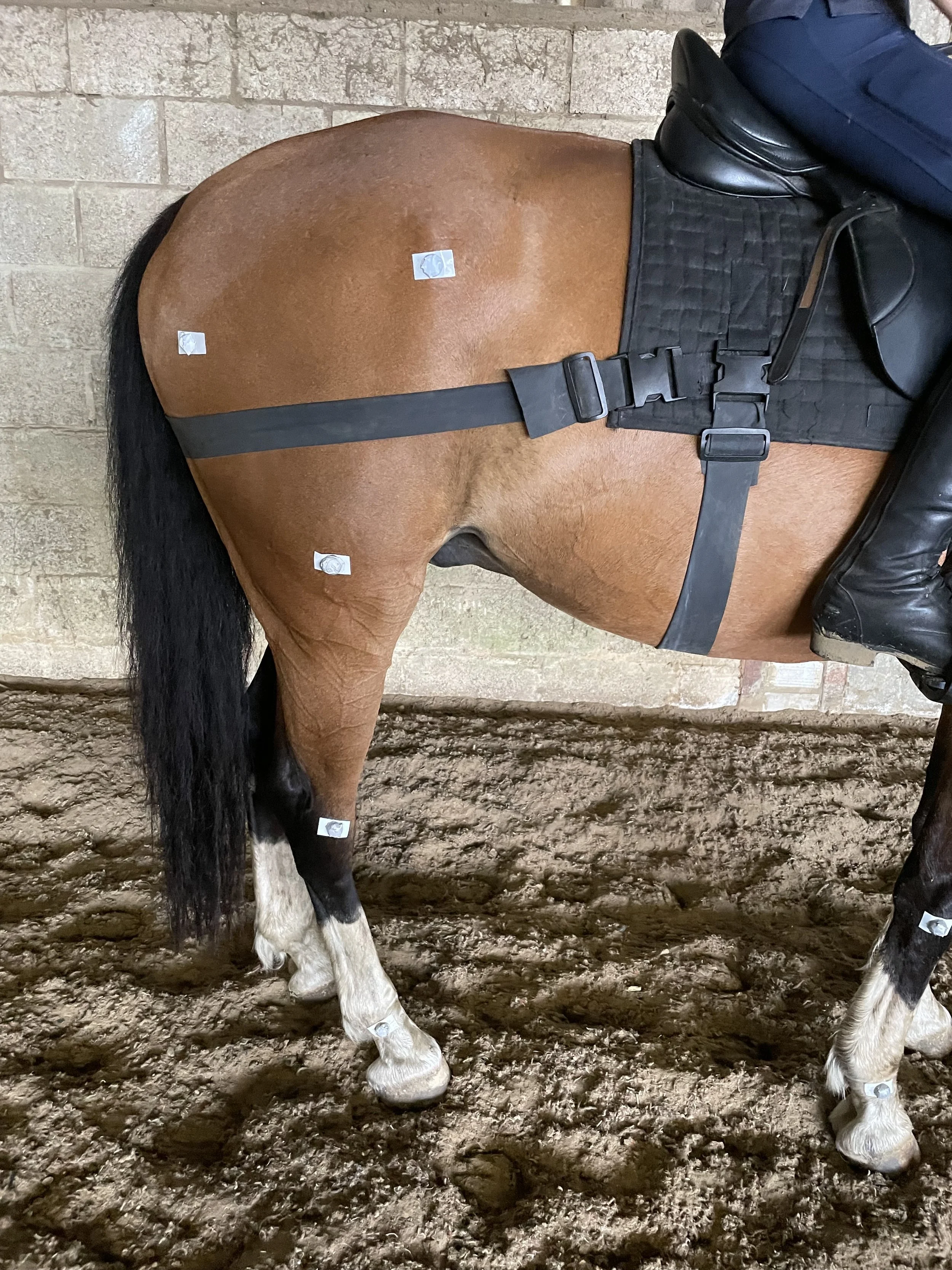 Spotlight on the Equiband