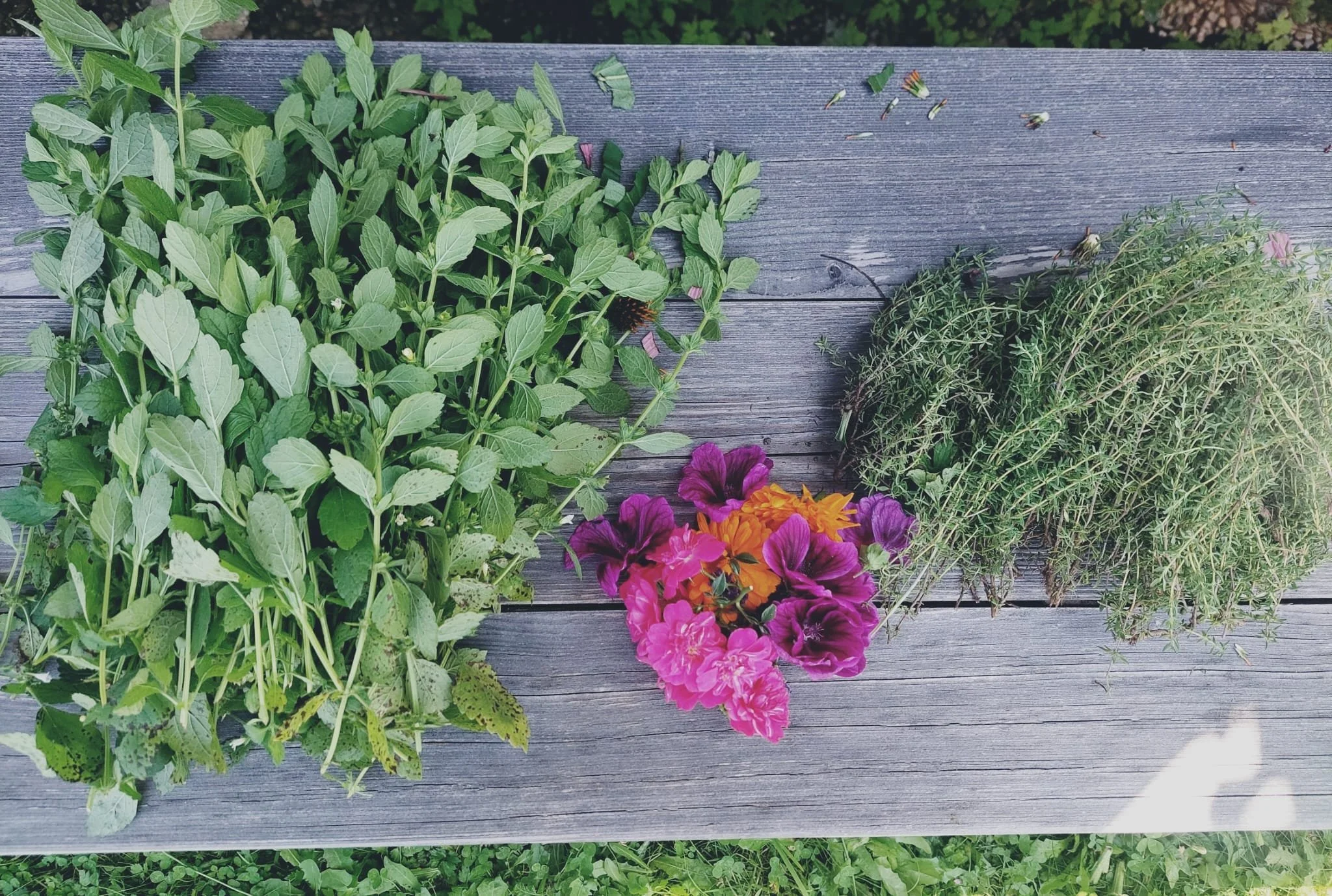 Verschiedene Gartenkräuter, Stauden und blühende Pflanzen auf einem Holzbrett. Links Minze, in der Mitte bunte Blühpflanzen, rechts Thymian.