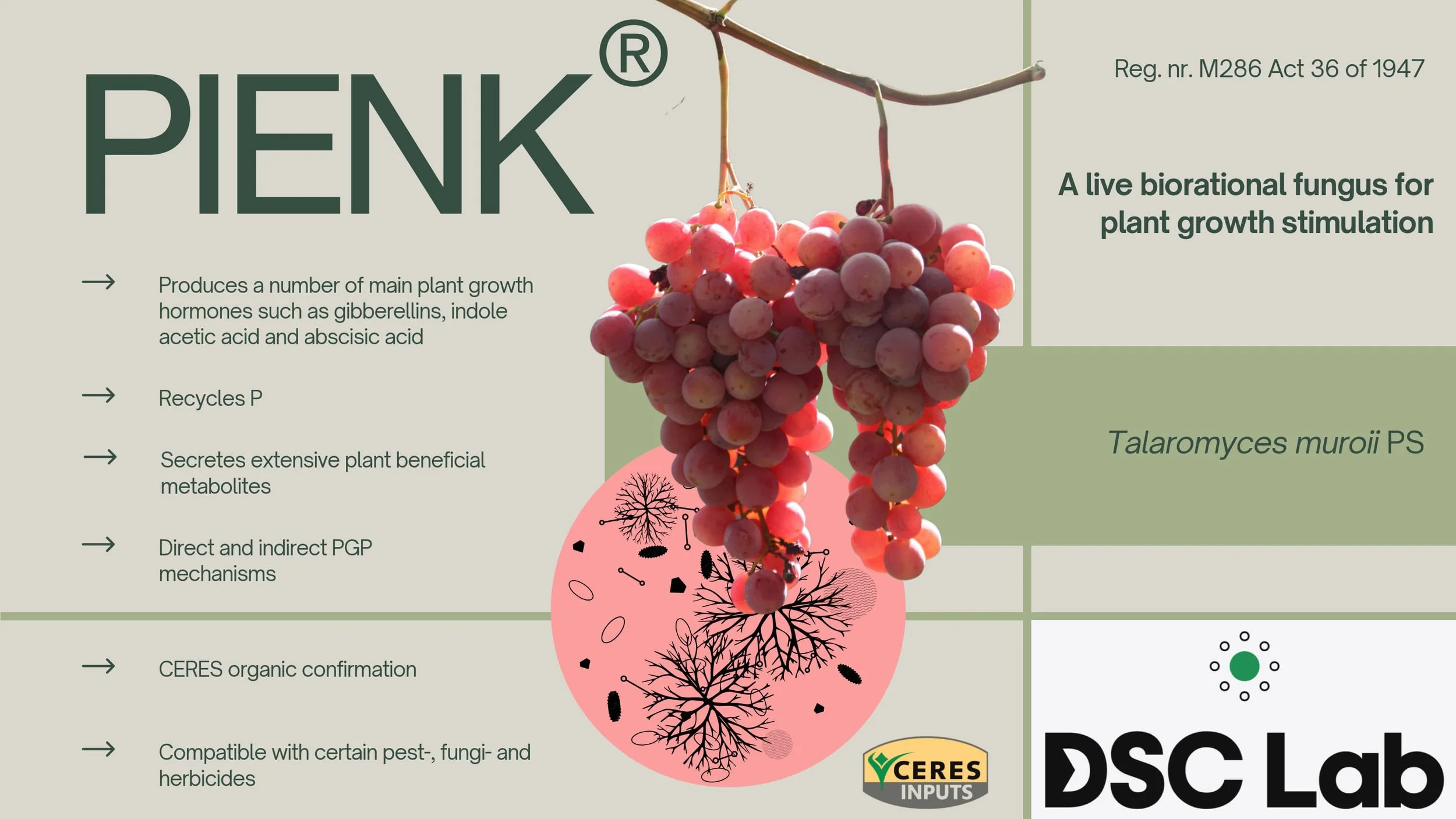 An informational poster about PENK, a live biofertilizer fungus for plant growth stimulation, featuring a bunch of red grapes and various scientific icons and text explaining its functions.