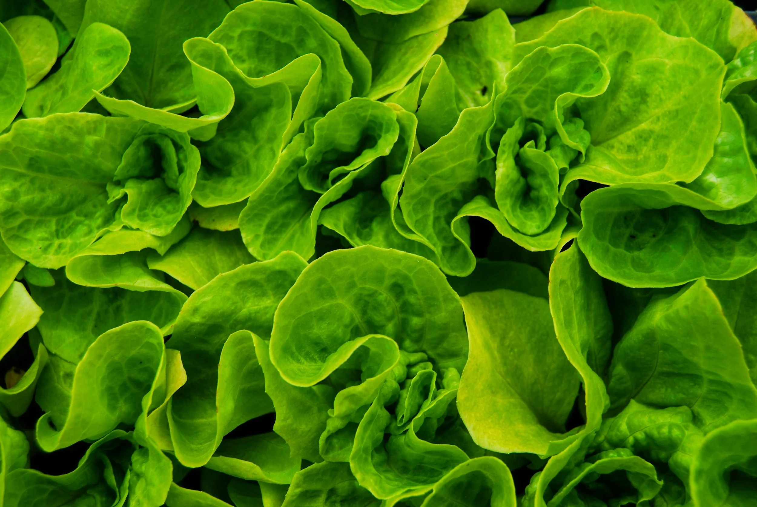Close-up of fresh green lettuce leaves.