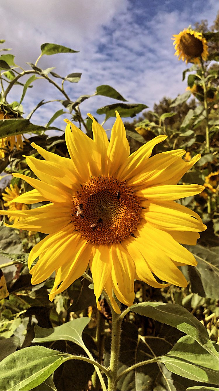 The Converstaion : South Africa’s farmers aren’t yet replacing chemical fertilisers with sustainable alternatives – this is&nbsp;why
