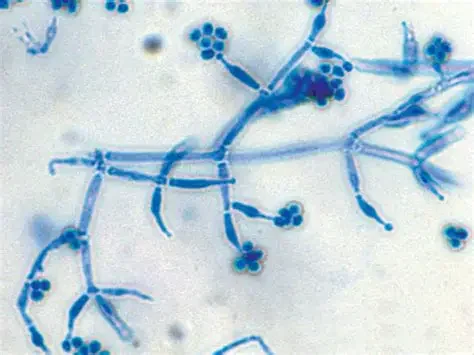 Farming Smarter with Trichoderma: Maximizing Water, Nutrient Efficiency &amp; Biocontrol Agent.