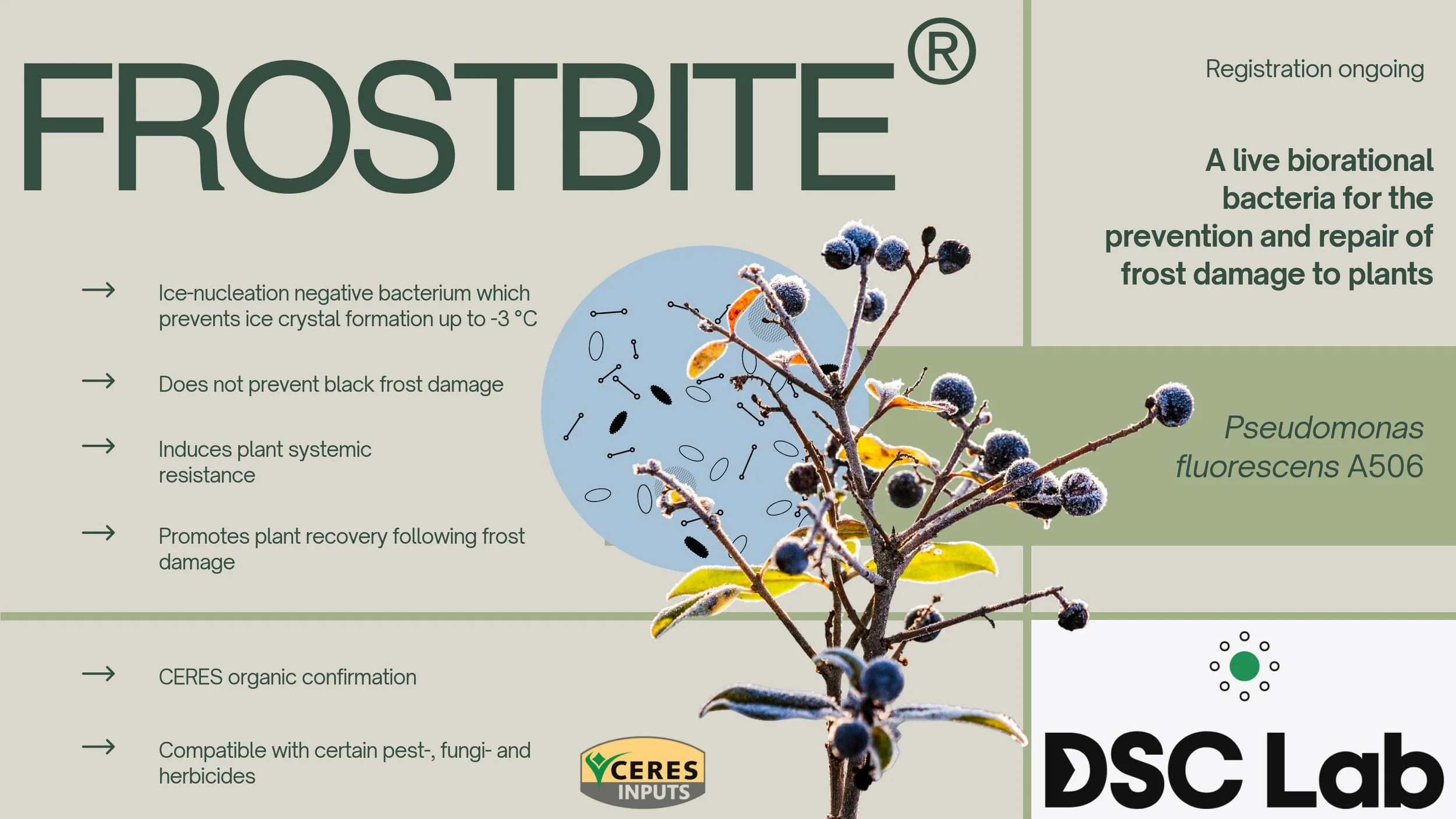A scientific infographic describing FROSTBYTE, a probiotic bacteria for plant frost damage prevention. It shows a frostbitten plant with ice-coated berries, an illustration of bacteria and their effects, and text explaining how the bacteria prevents ice crystal formation, induces plant resistance, and promotes recovery.