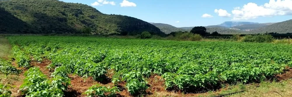 A lush green farm field with rows of young crop plants, surrounded by hills under a partly cloudy sky.