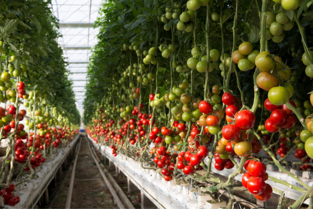 Tomato plants growing in a greenhouse with ripe red and green tomatoes hanging from vines.