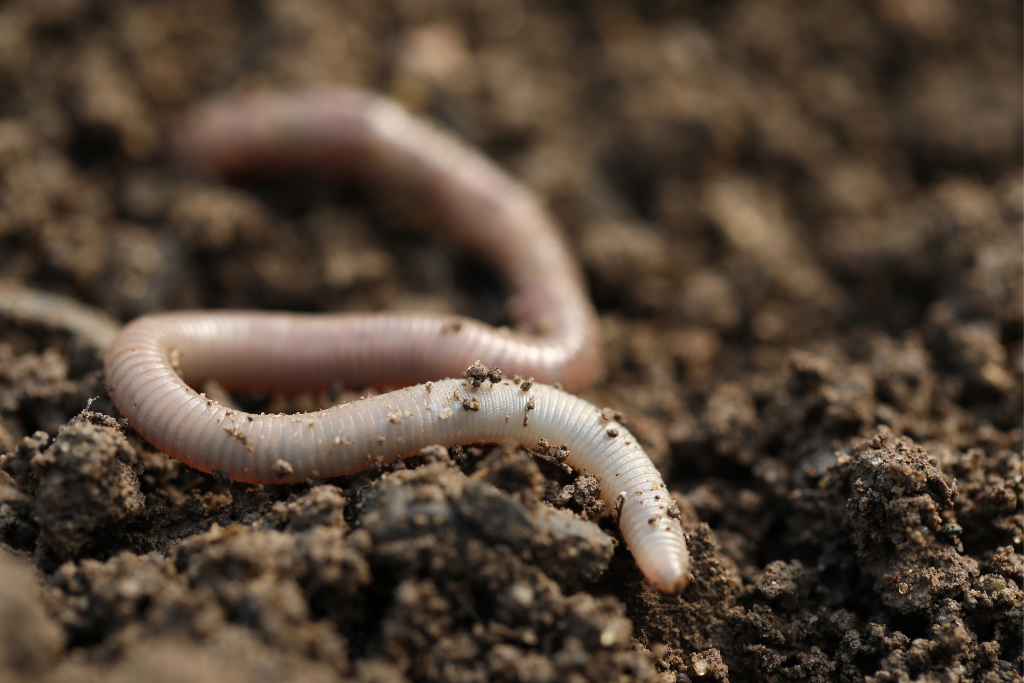 Close-up of a white earthworm on dark soil, partially covered in small dirt particles.