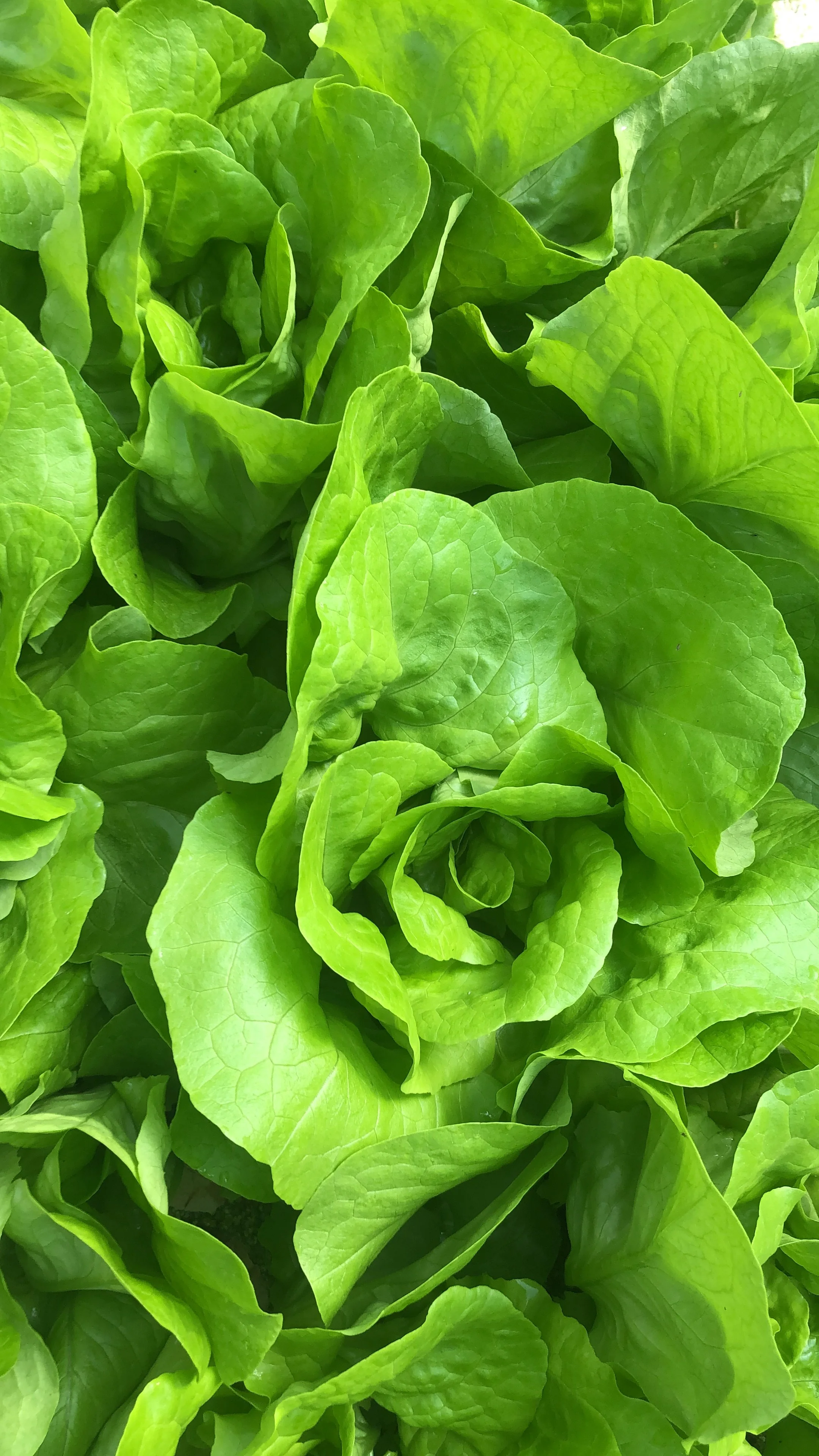 Close-up of fresh green lettuce leaves showing their layered and curly texture.