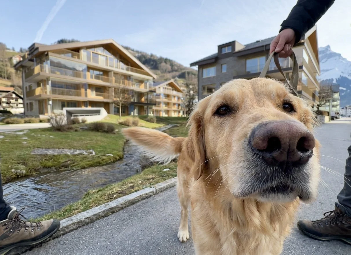 creative_streamedge_dog_investigation.jpg
