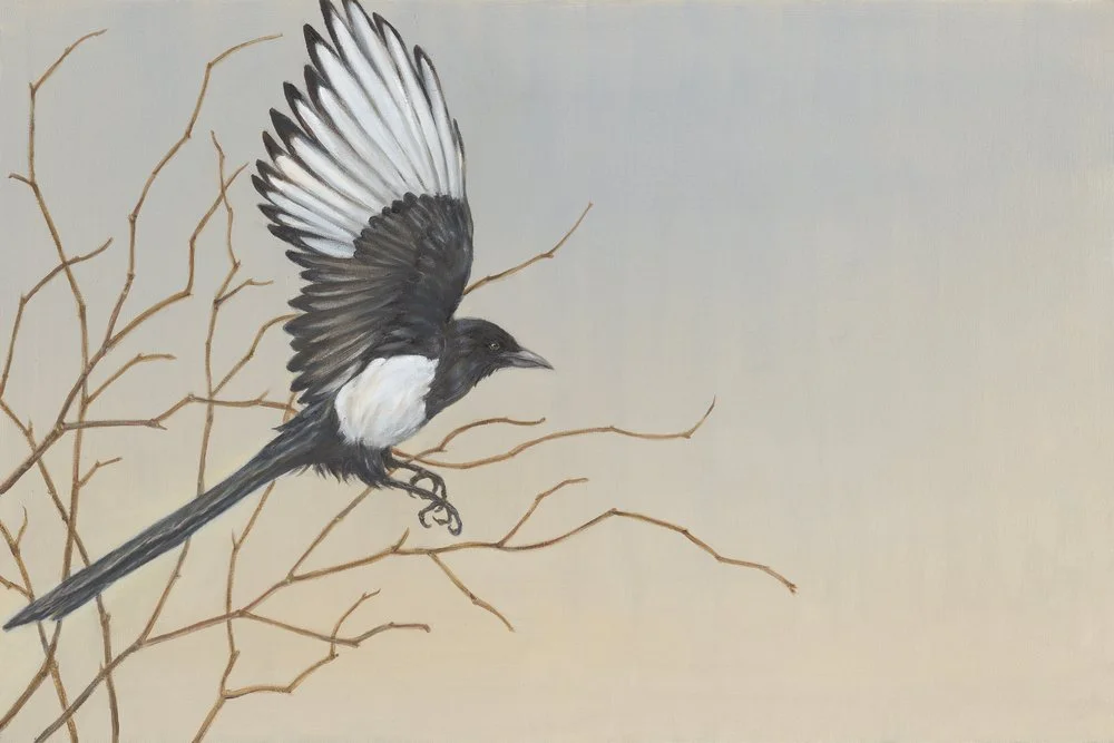 Magpie Rising No 1
Oil on Canvas 24" x 36"