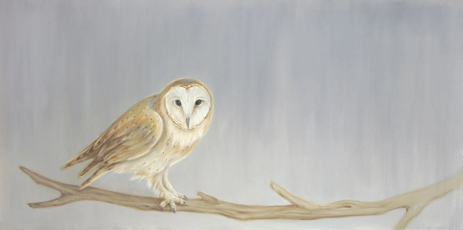 Barn Owl and Branch
Oil on Canvas 24" x 48"