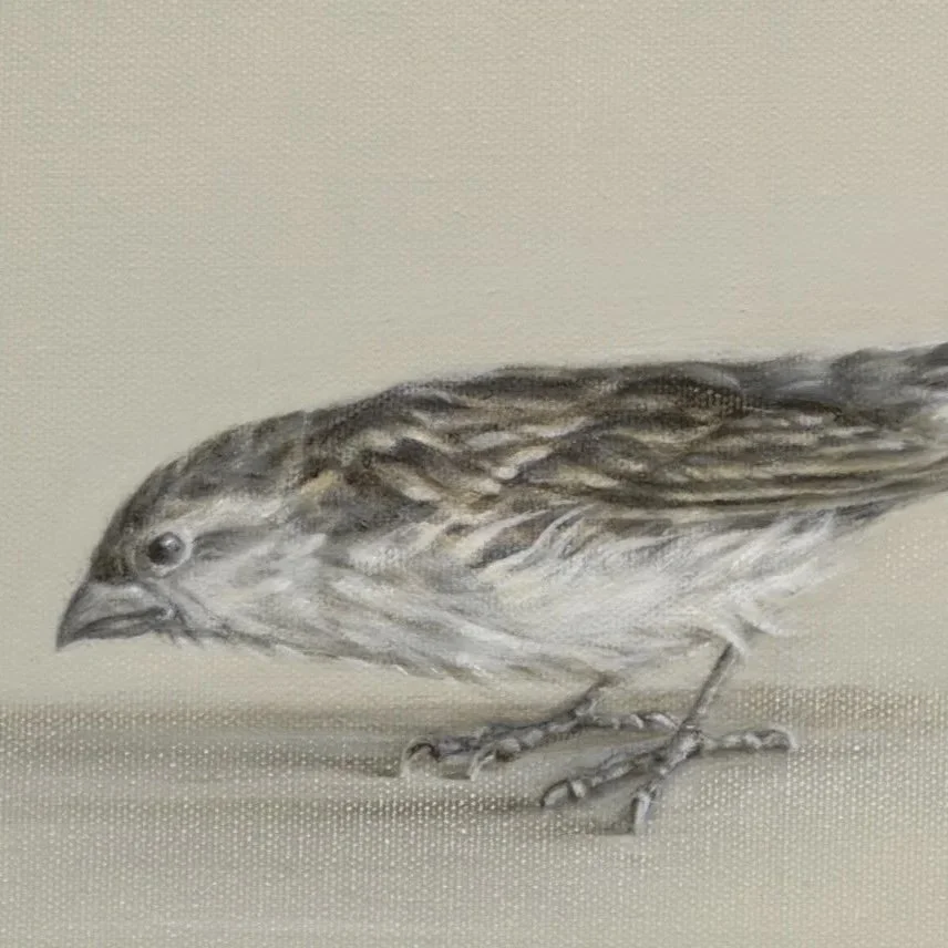 Sparrow Meeting- Detail 2- Greeting Card - Pack of 6