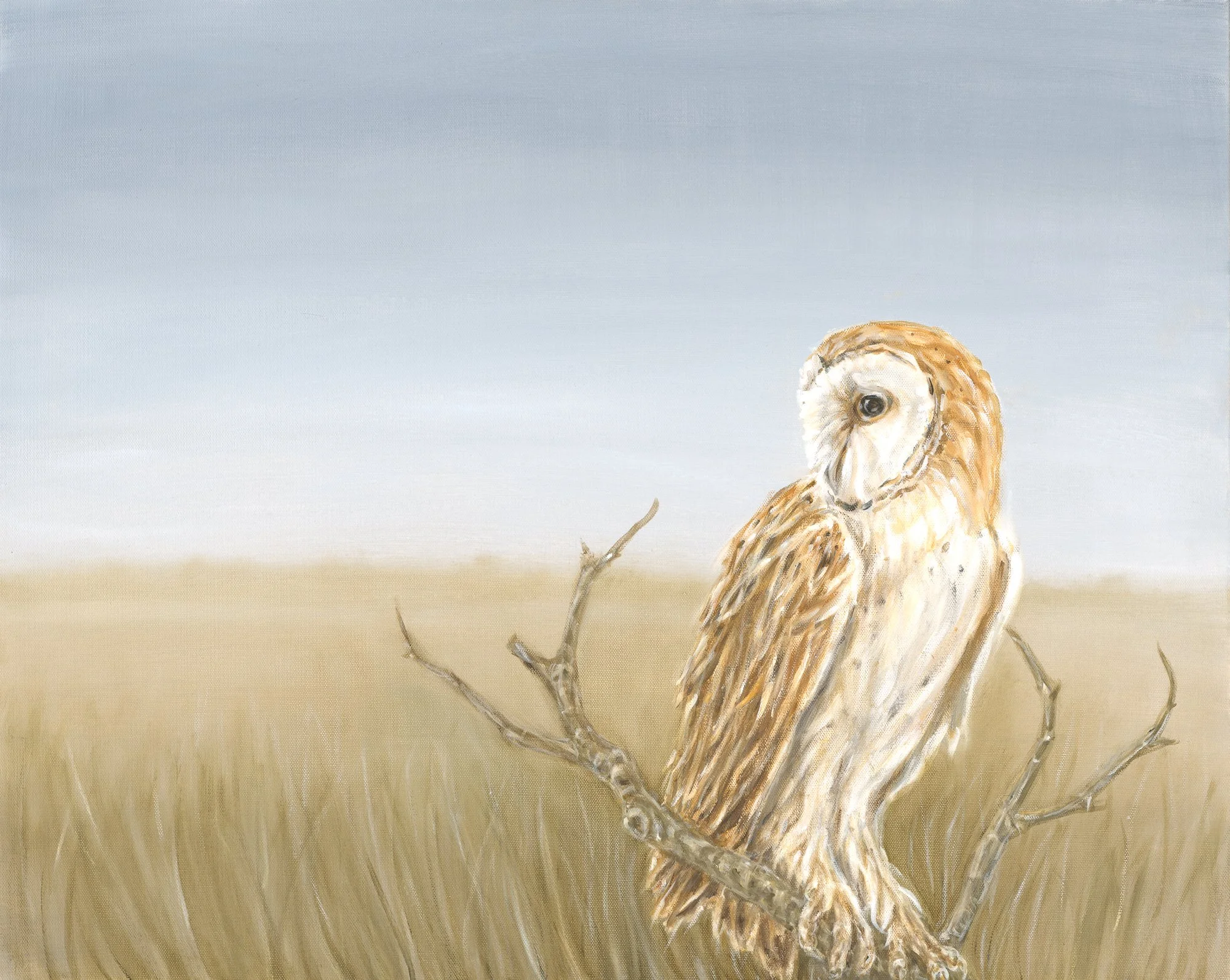 Owl and Field - Greeting Card (pack of 6)