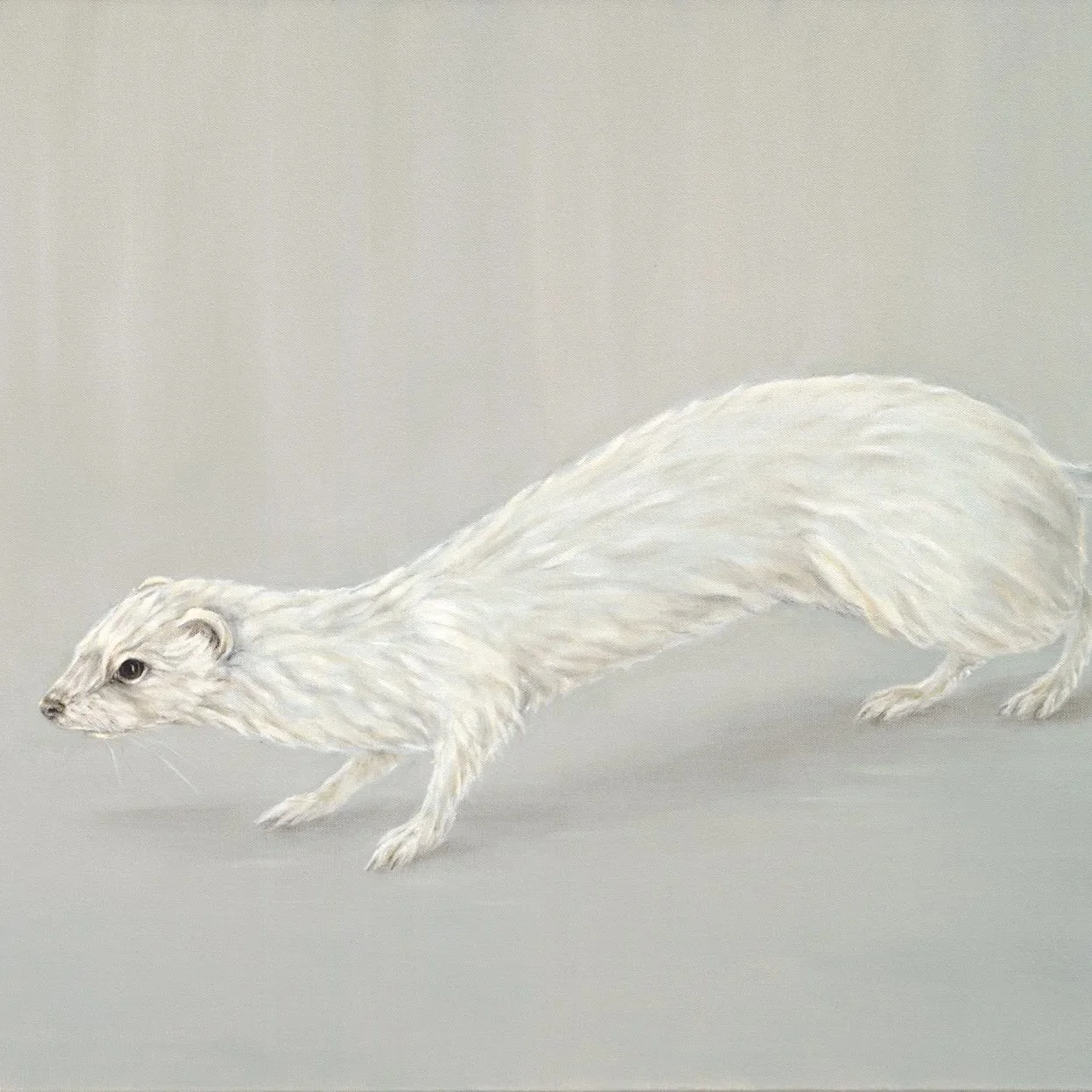 Ermine- Greeting Cards-pack of 6
