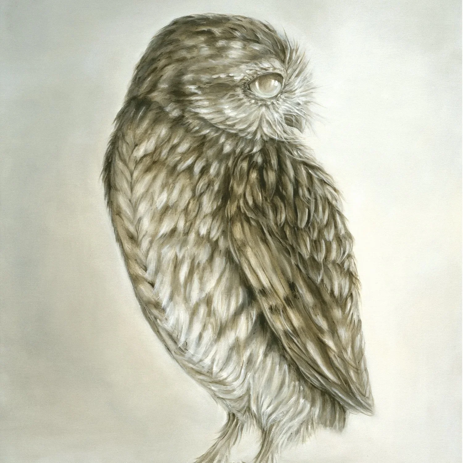 Athene Noctua- Greeting Card - Pack of 6