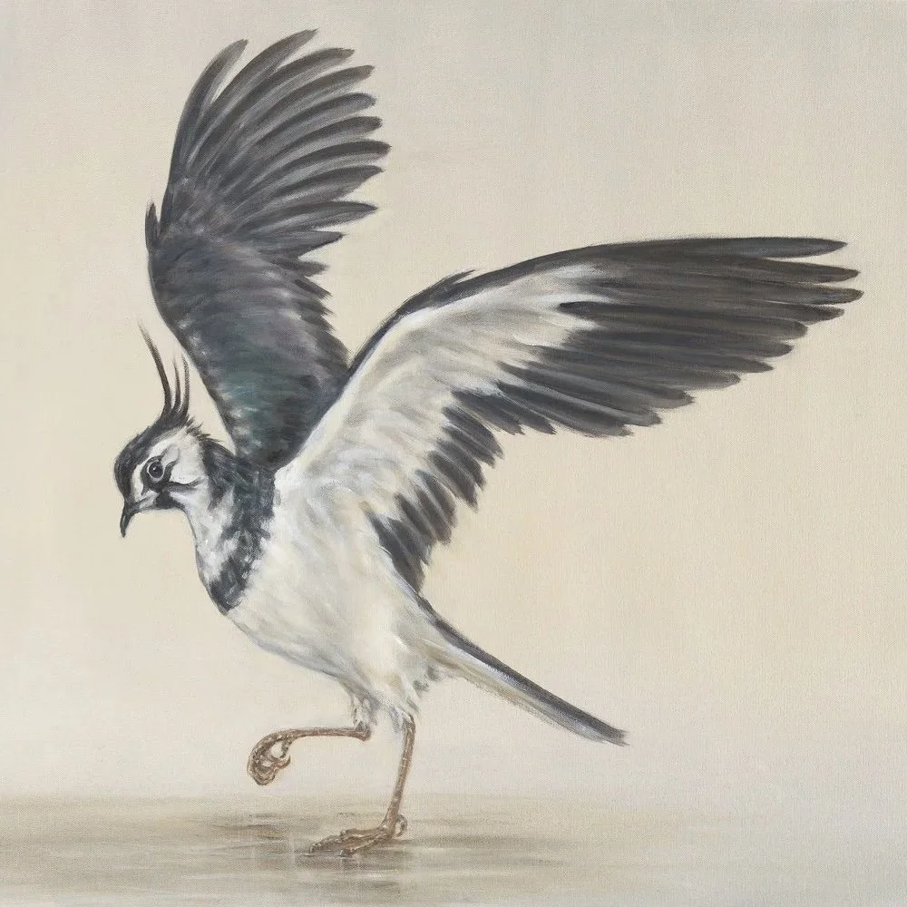 Lapwing- Greeting Cards - Pack of 6 (Copy)