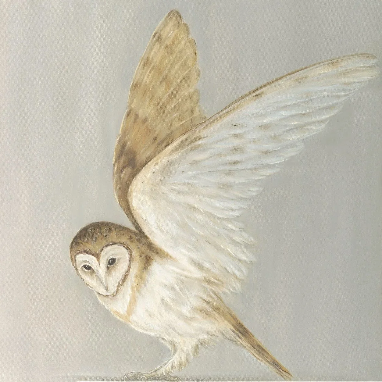 Barn Owl Alighting- Greeting Cards - Pack of 6