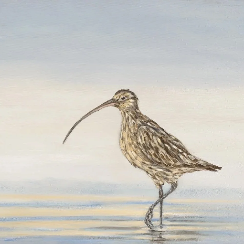 Curlew - Greeting Card - Pack of 6