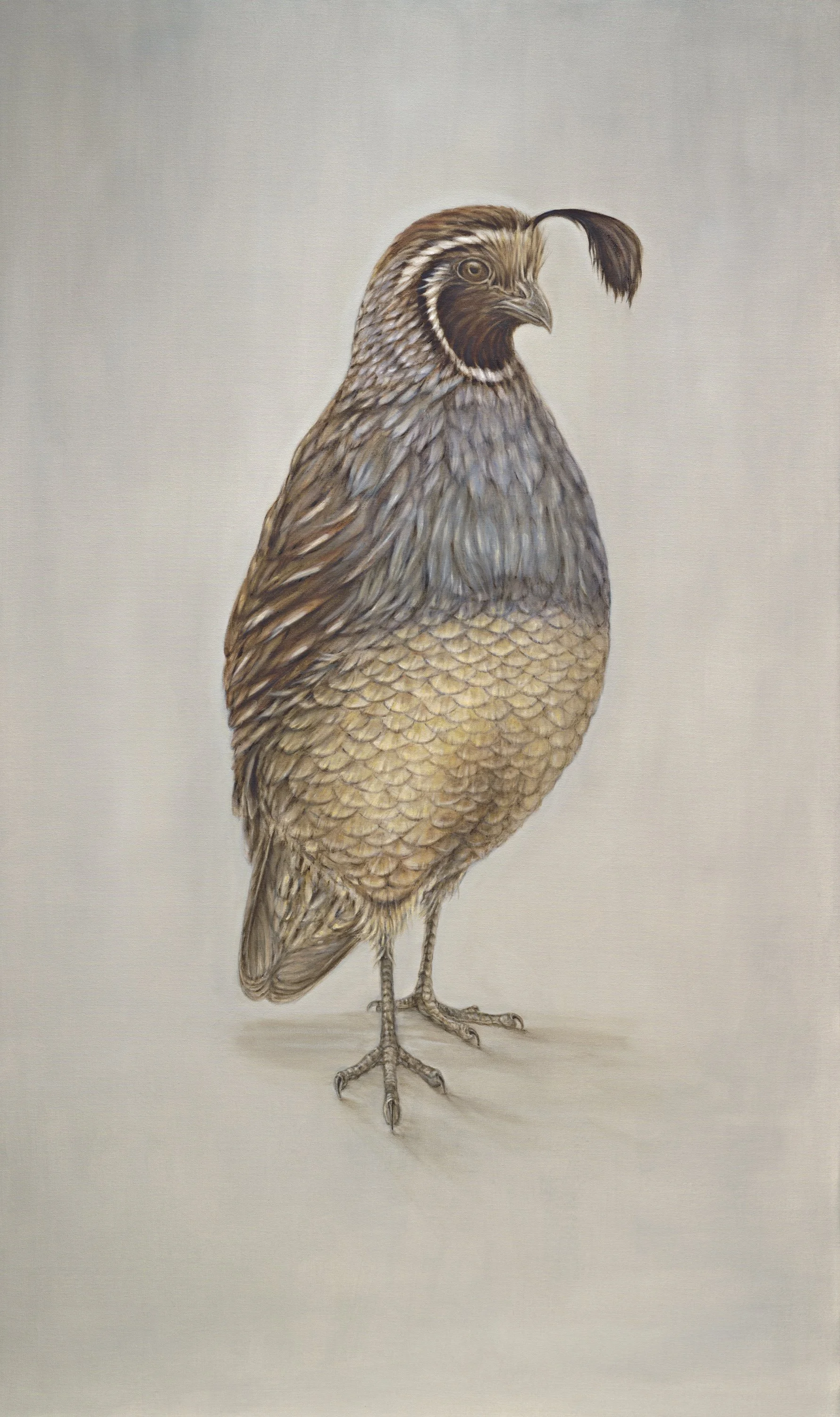 California Quail low res.jpg