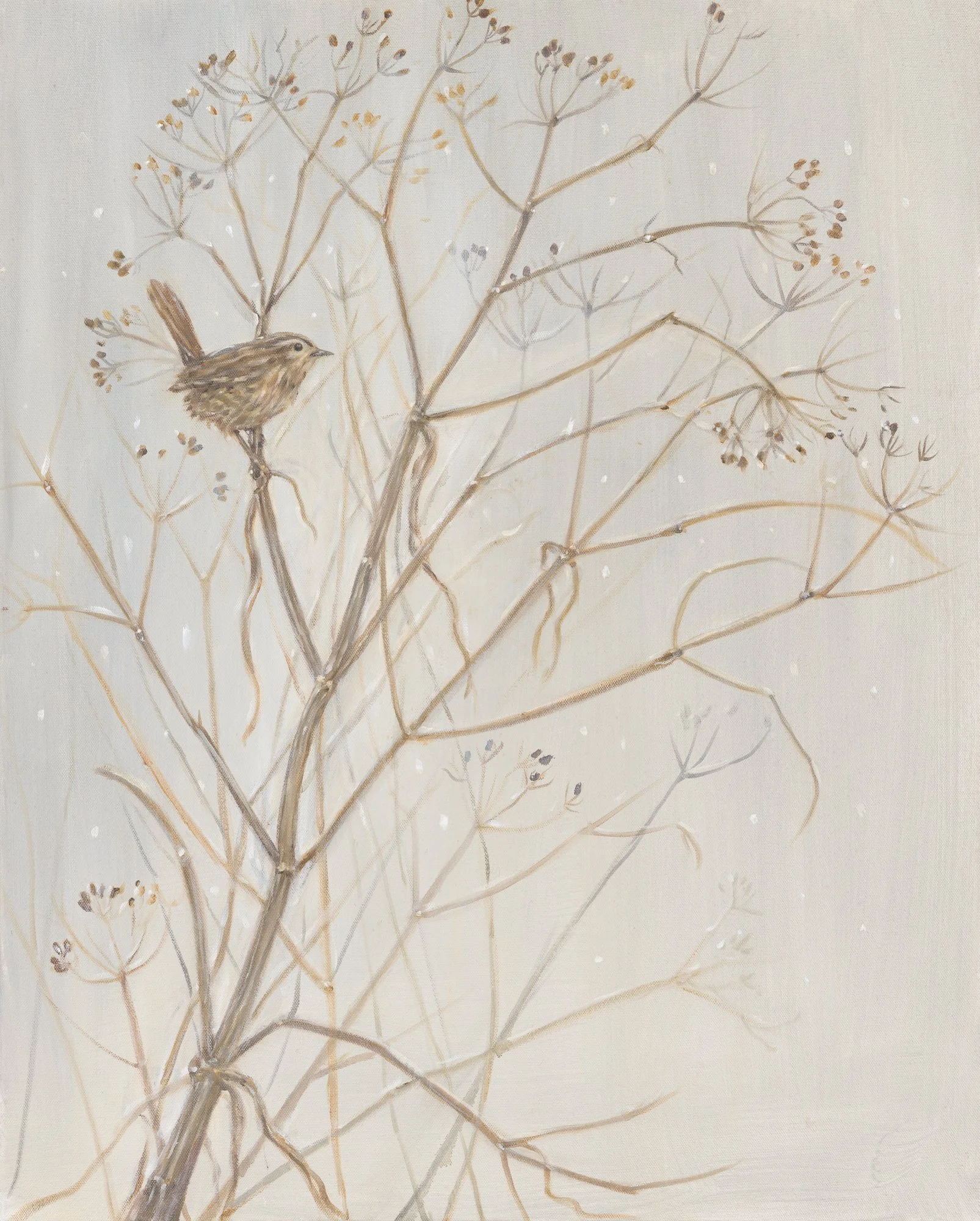 Winter Wren - Greeting Card - Pack of 6
