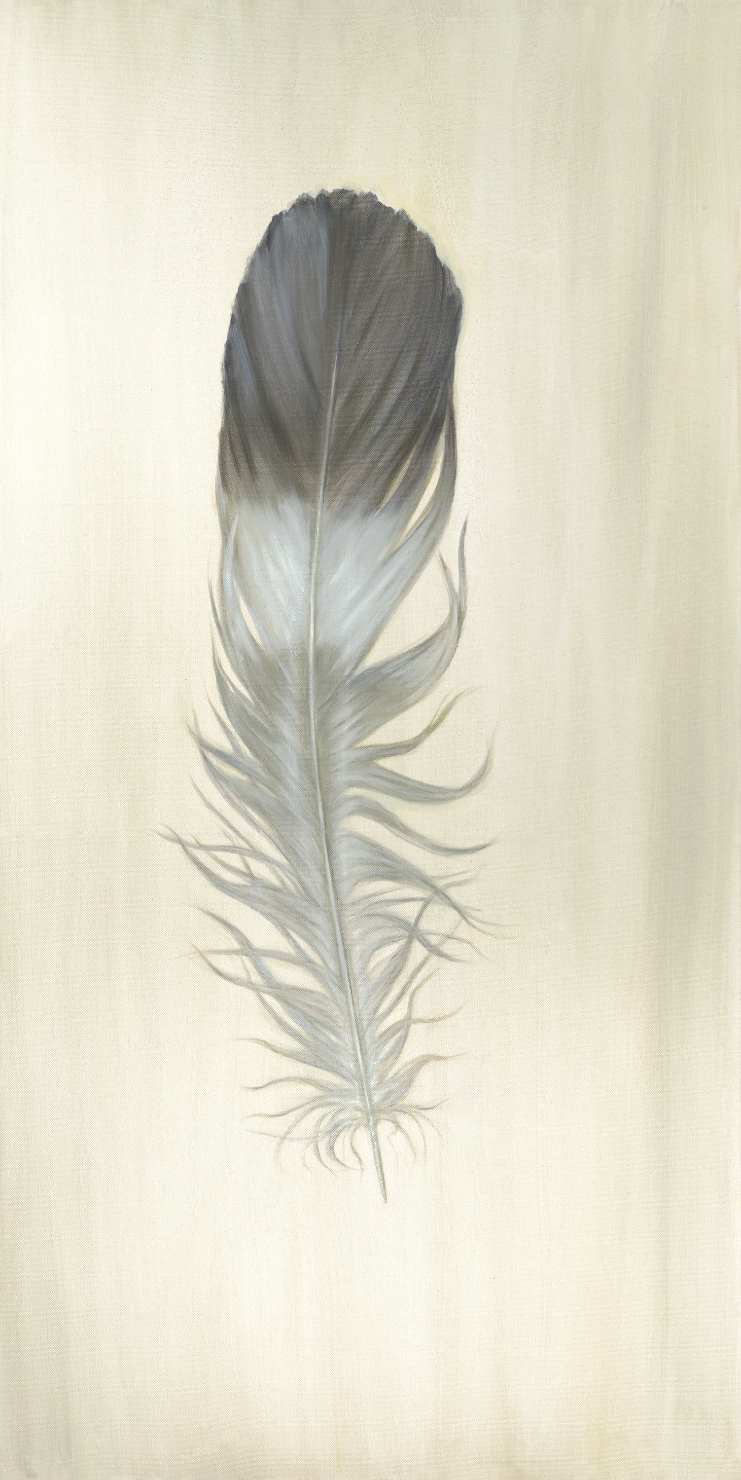 Banded Feather med res.jpg