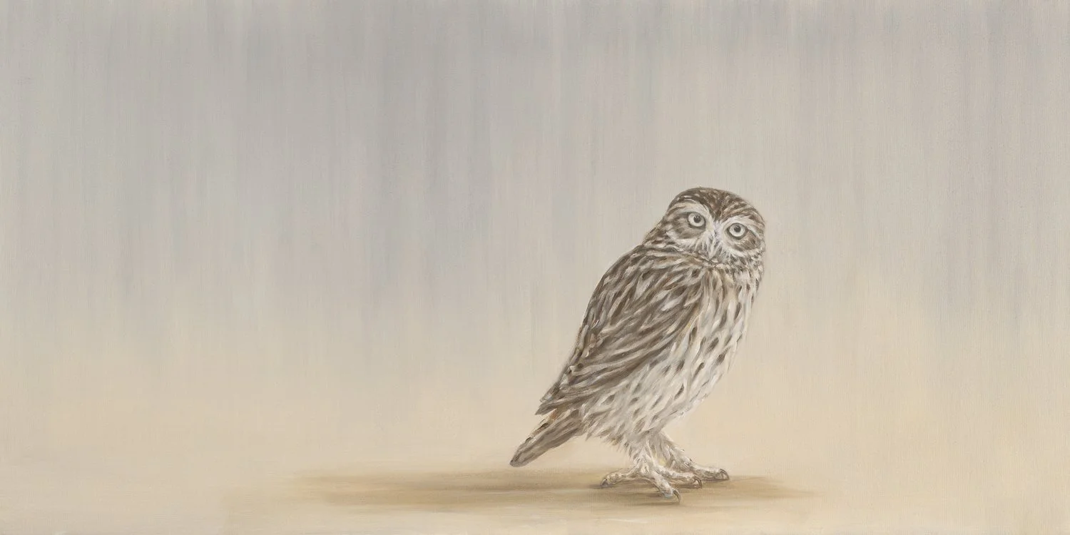 Little Owl
Oil on Canvas 24" x 48"