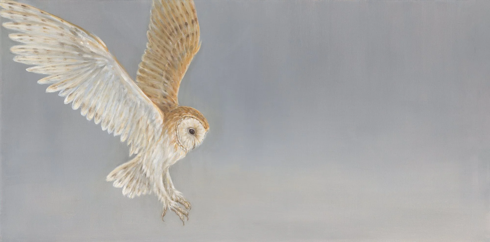 Landing Barn Owl.jpg
