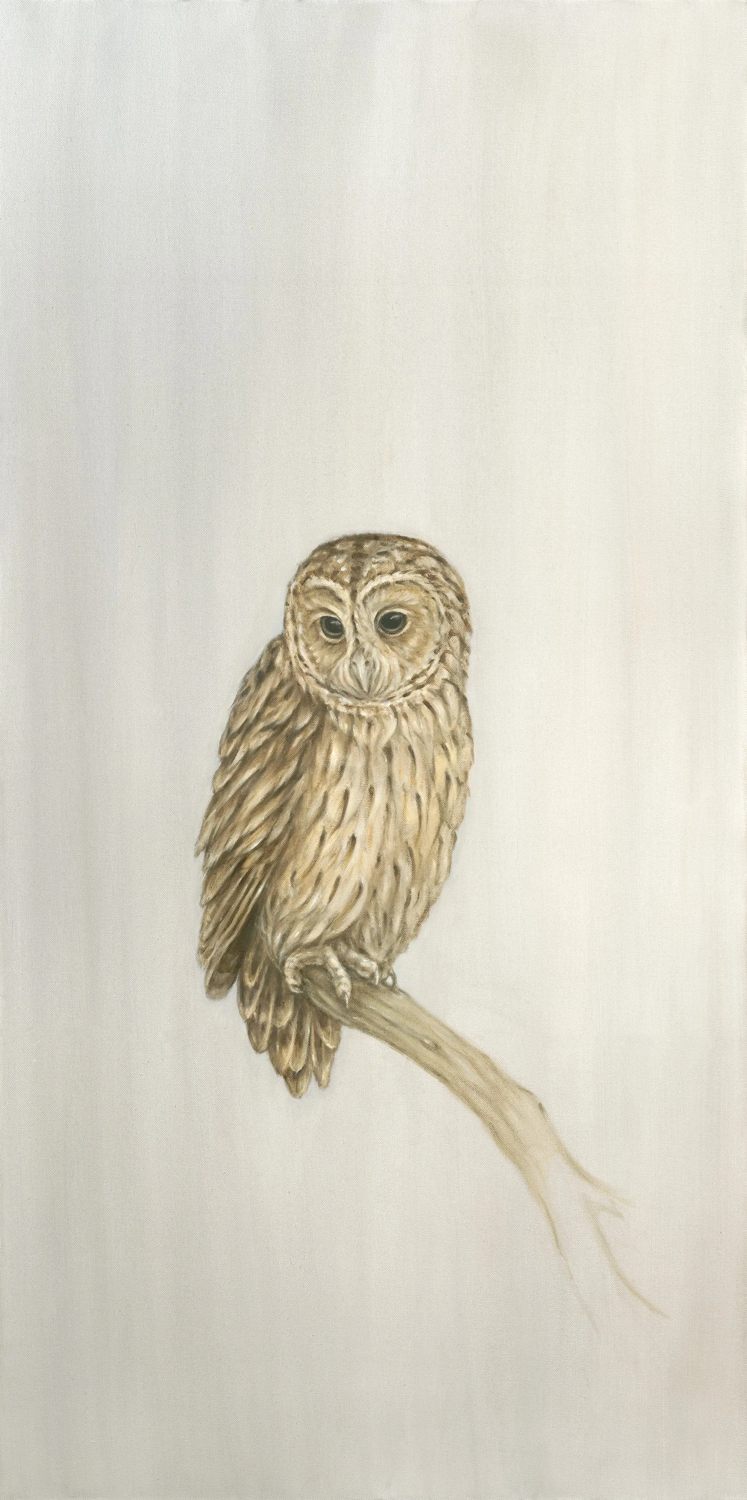 Tawny Owl- Greeting Card - Pack of 6