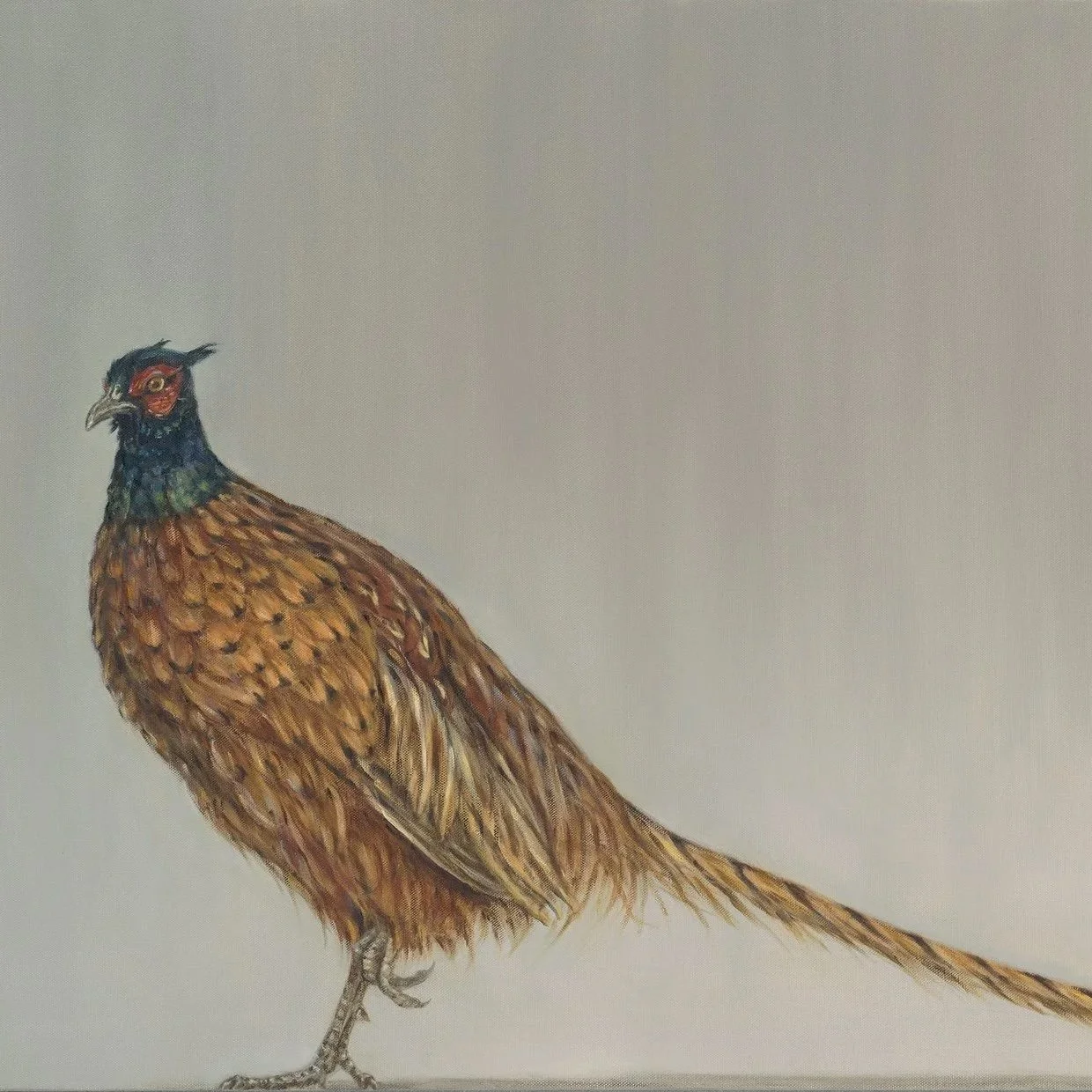 Pheasant - Greeting Card - Pack of 6