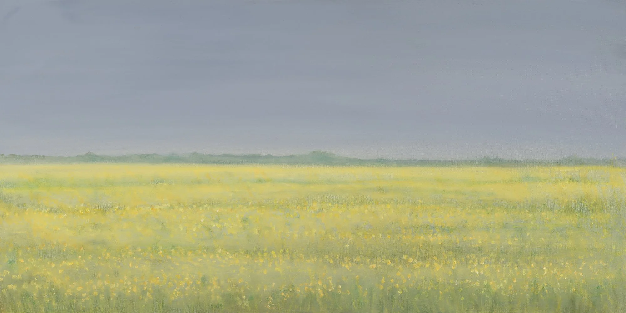 Rapeseed Field, oil on canvas, 24" x 48"