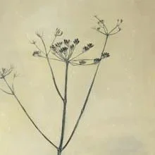 Queen Anne's Lace-Greeting Cards-Pack of 6