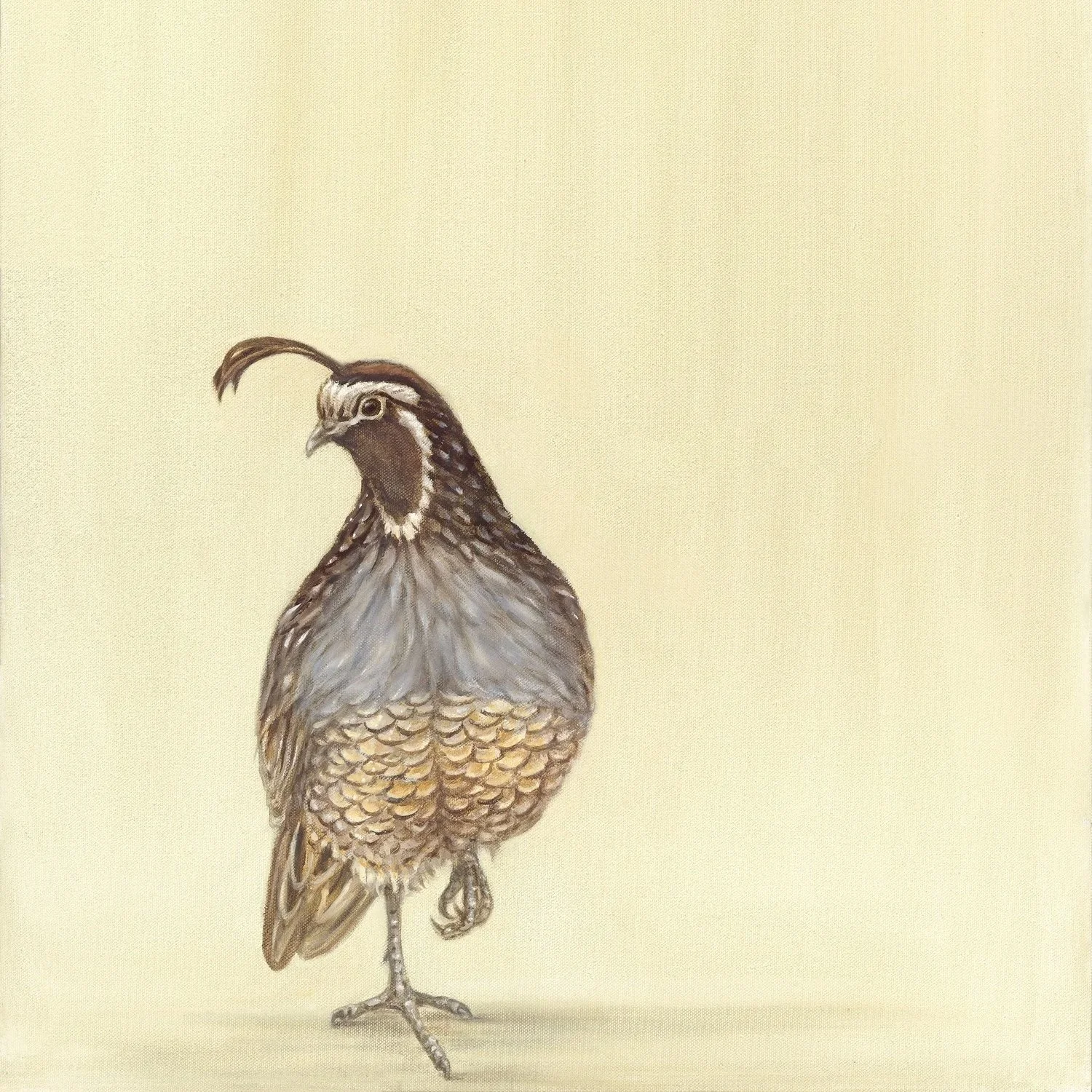 Quail - Greeting Card - Pack of 6