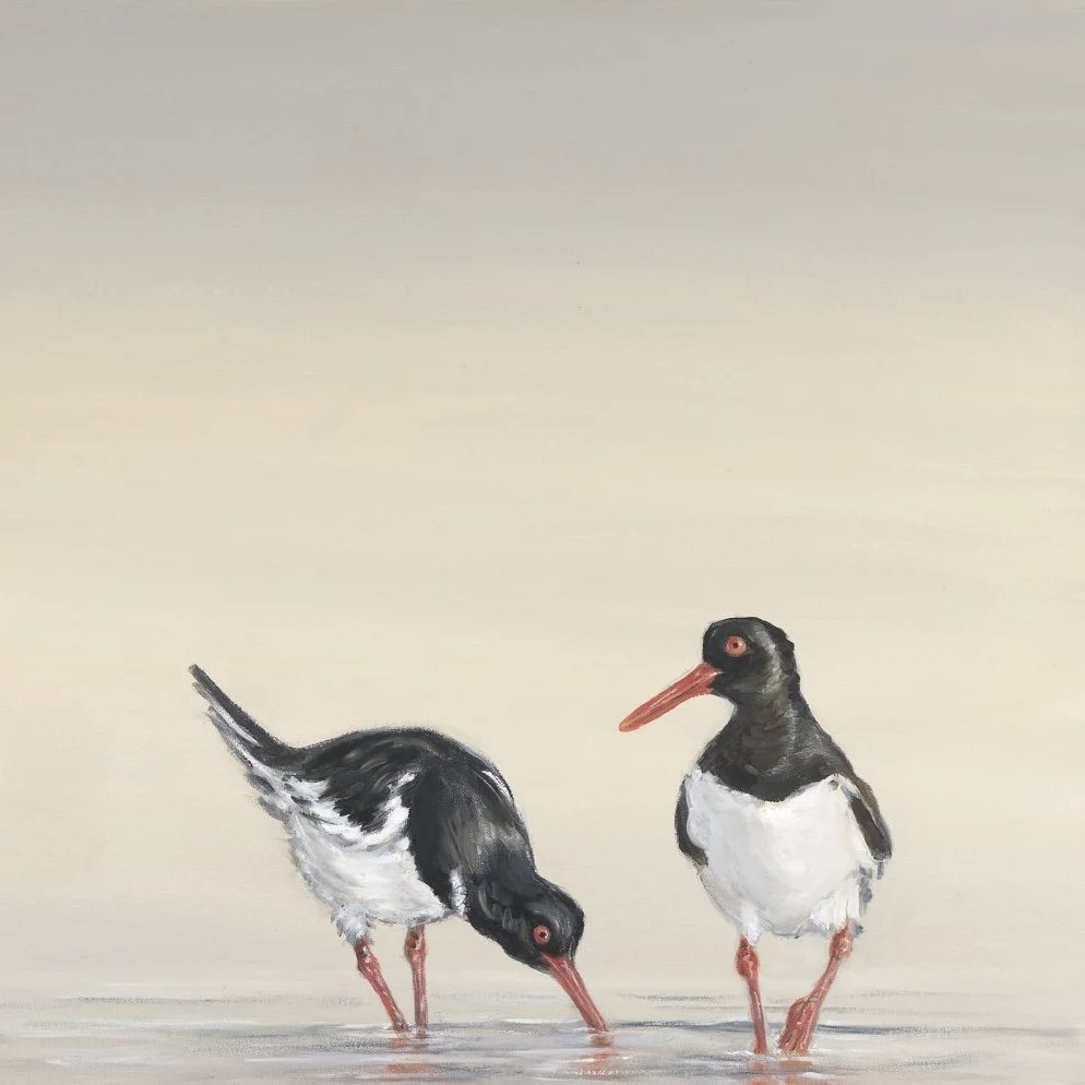Oystercatchers - Greeting Card - Pack of 6