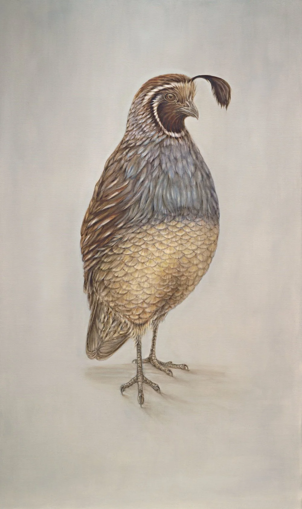 California Quail
Oil on Canvas 60" x 36"