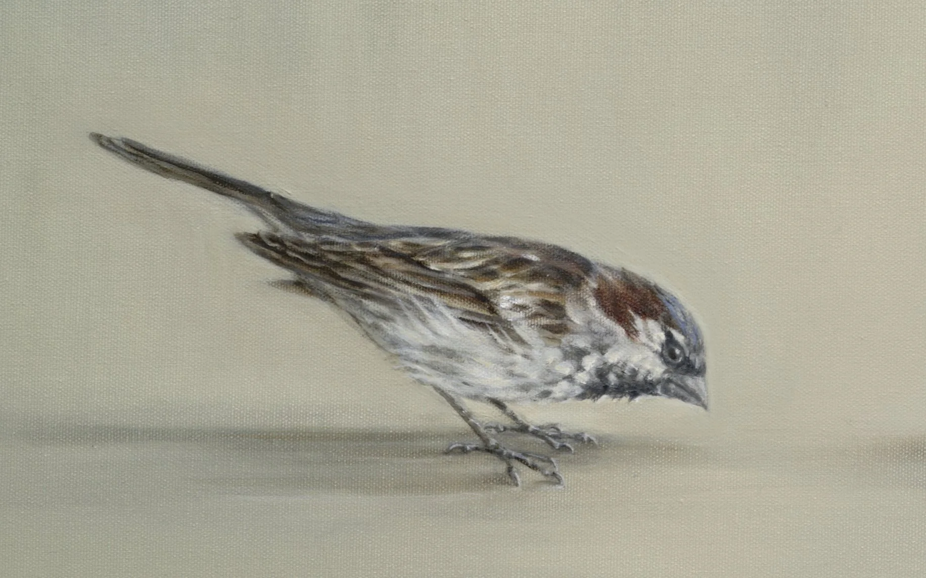 Sparrow Meeting- Detail 1 - Greeting Card - Pack of 6