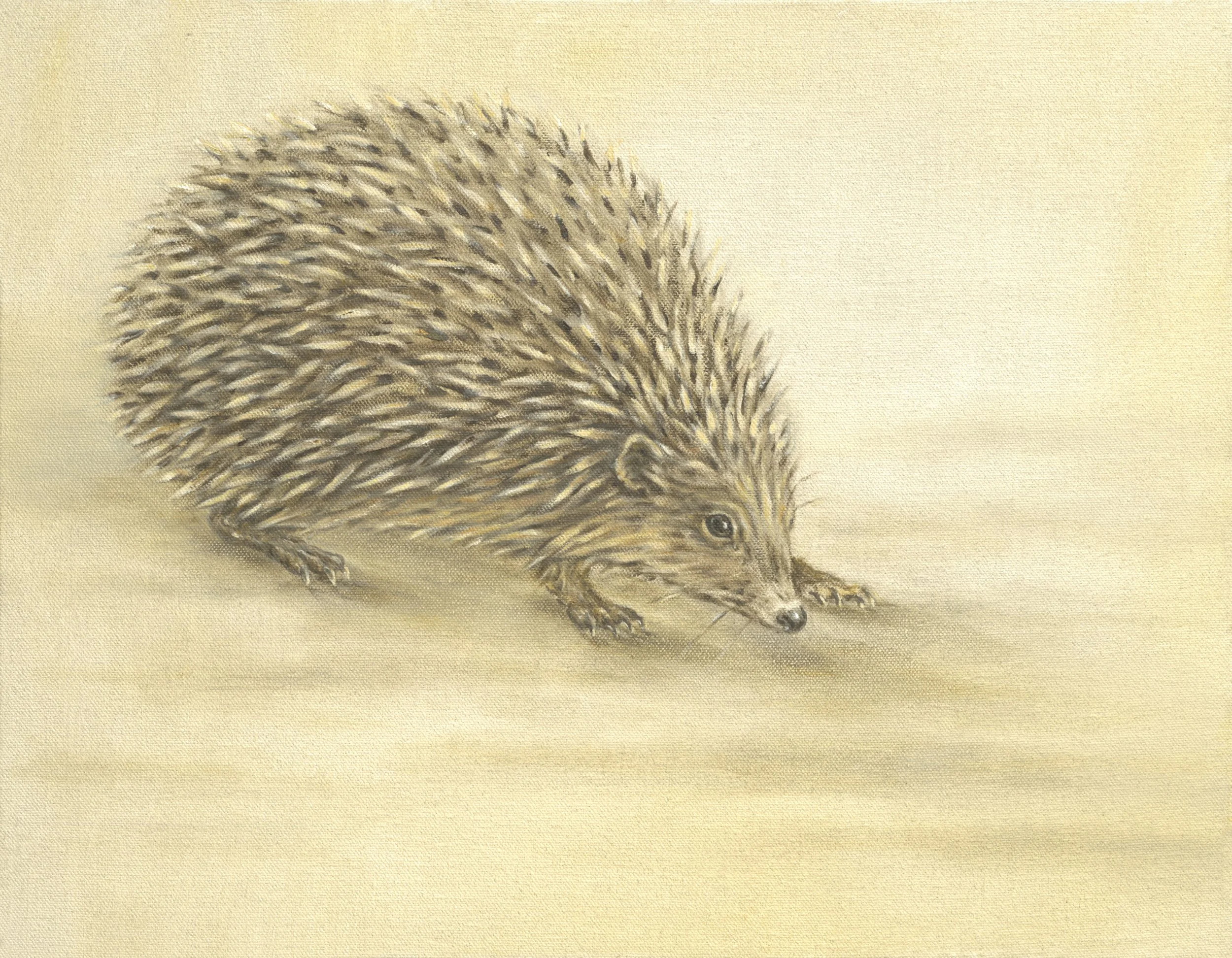 Hedge Hog med res.jpg