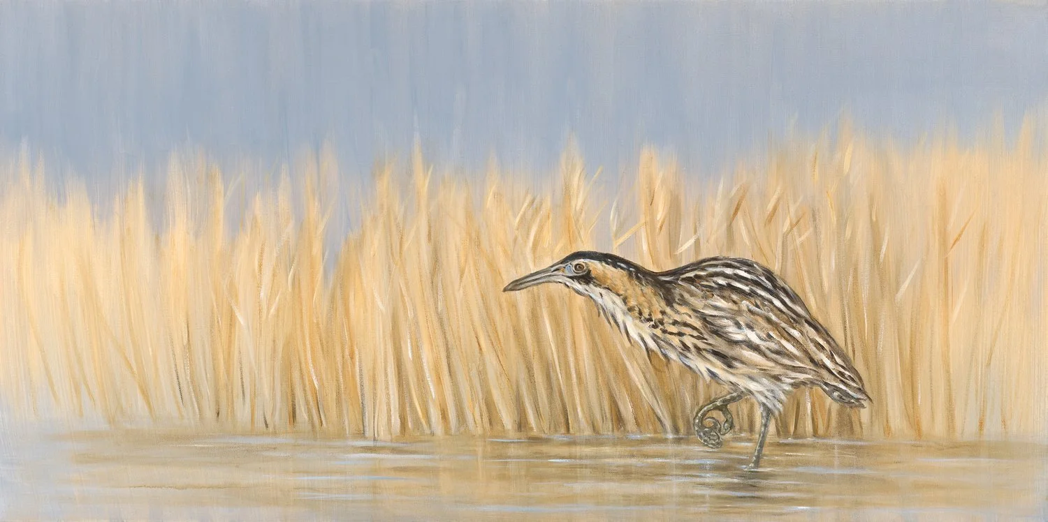Bittern
Oil on Canvas 24" x 48"