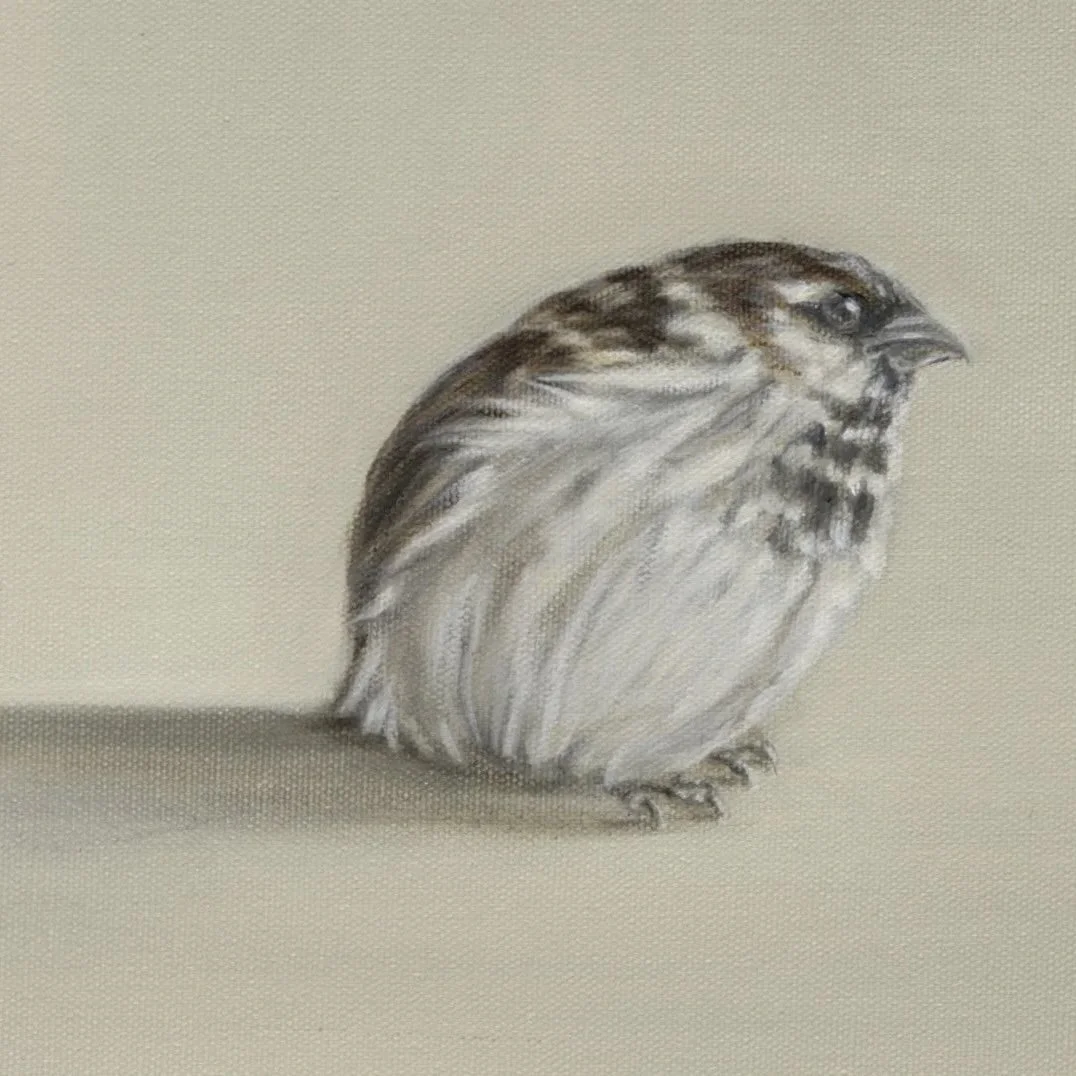 Sparrow Meeting- Detail 3- Greeting Card - Pack of 6