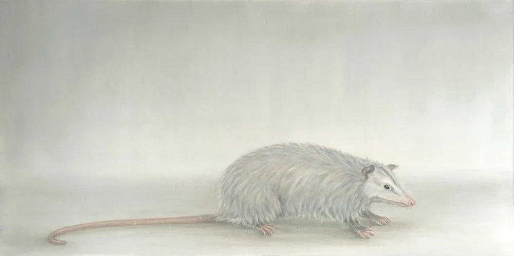 Possum
Oil on Canvas 24" x 48"