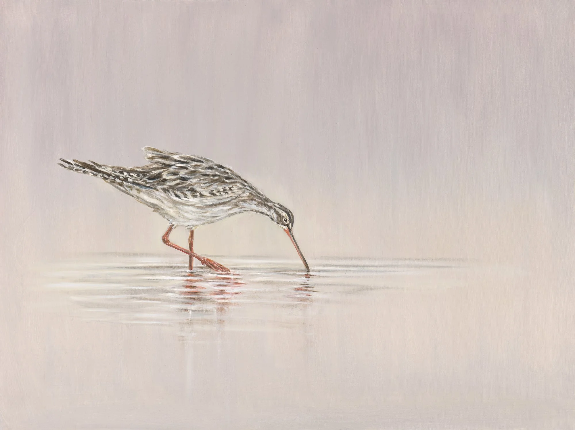 Redshank, oil on canvas, 30" x 40"