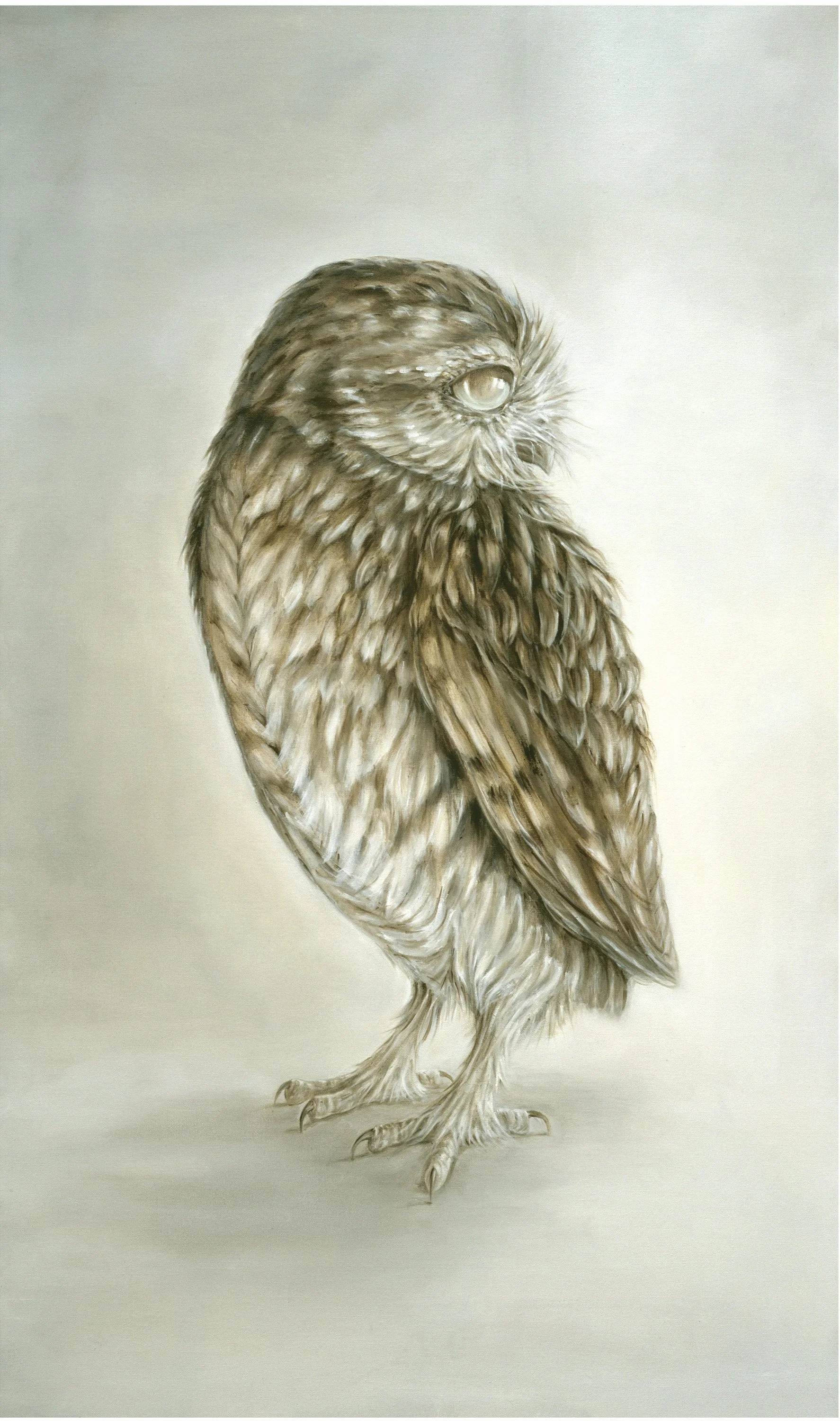 Athene Noctua (Little Owl)*.jpg