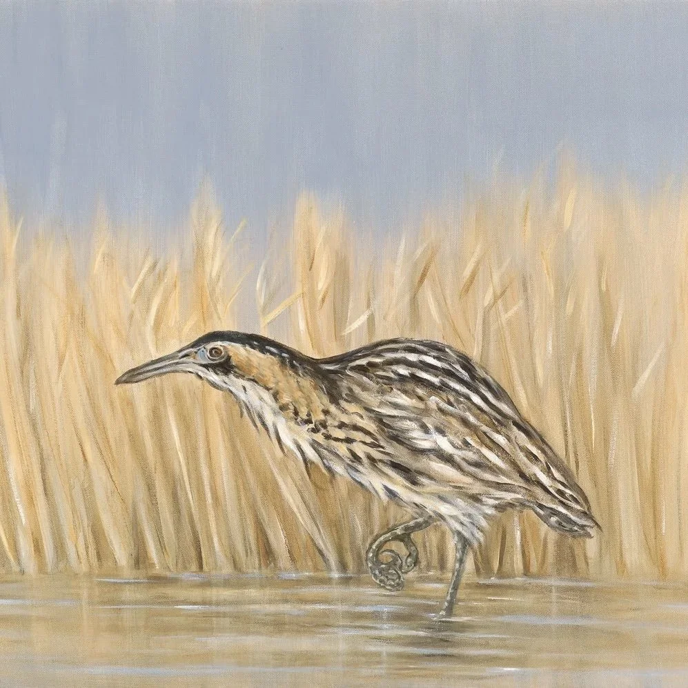 Bittern - Greeting Card - Pack of 6