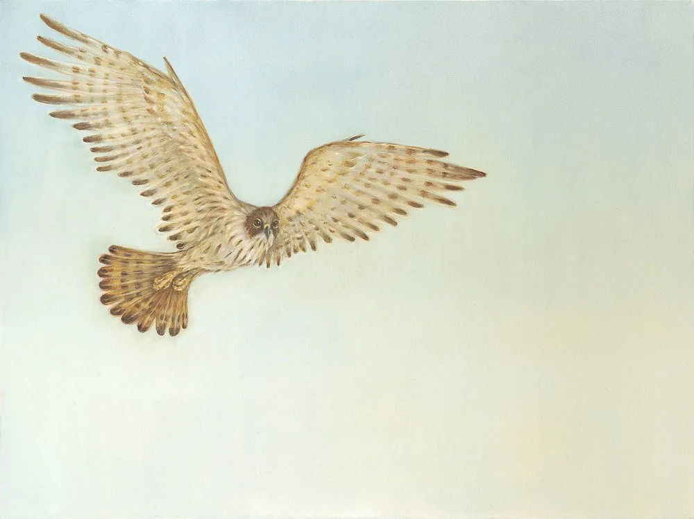 Covey of Quails
Oil on Canvas 30" x 40"