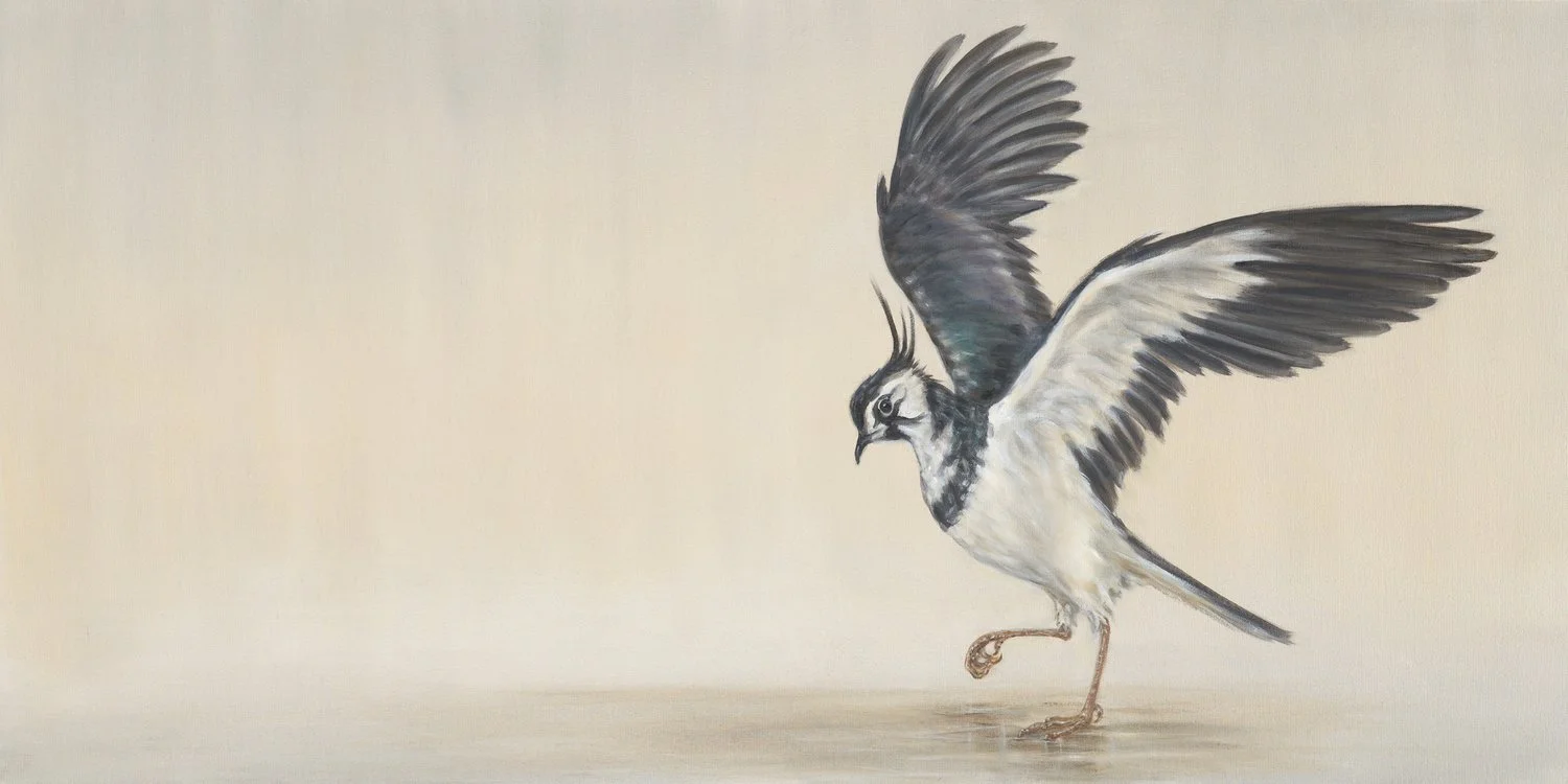 Lapwing
Oil on Canvas 24" x 48"