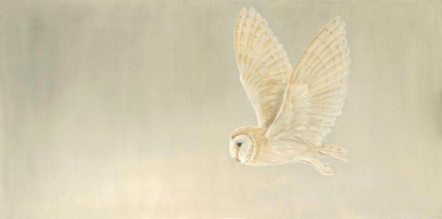 Barn Owl in Flight
Oil on Canvas 24" x 48"