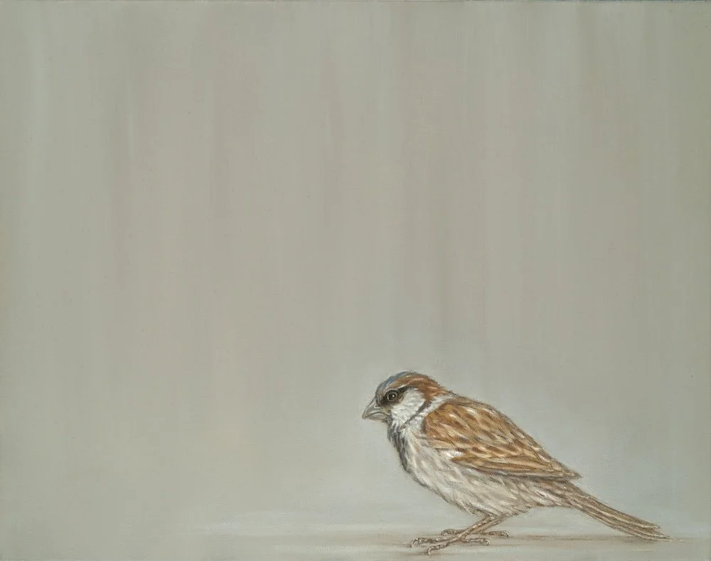 Sparrow
Oil on Canvas 14" x 18"