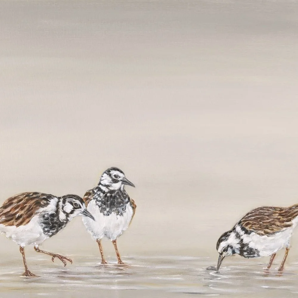 Turnstones - Greeting Cards - Pack of 6