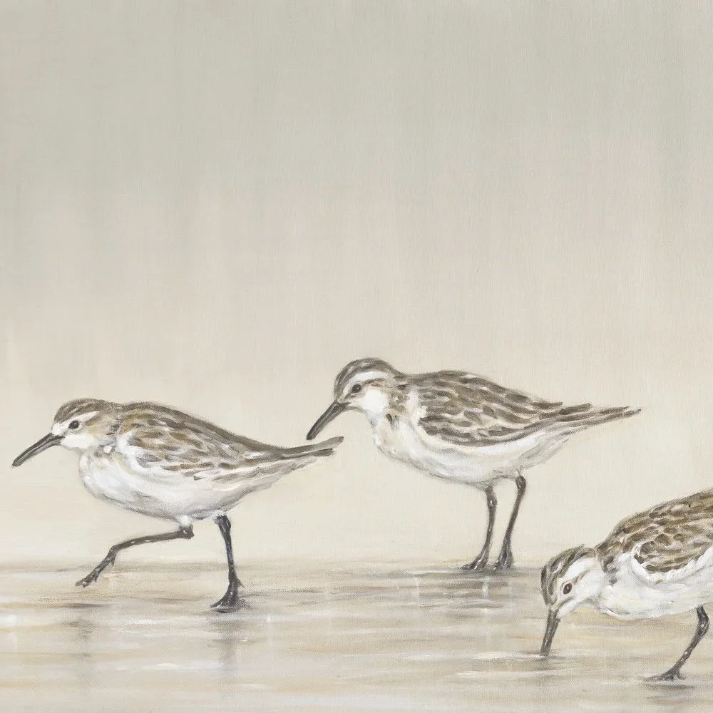 Sanderlings - Greeting Card - Pack of 6