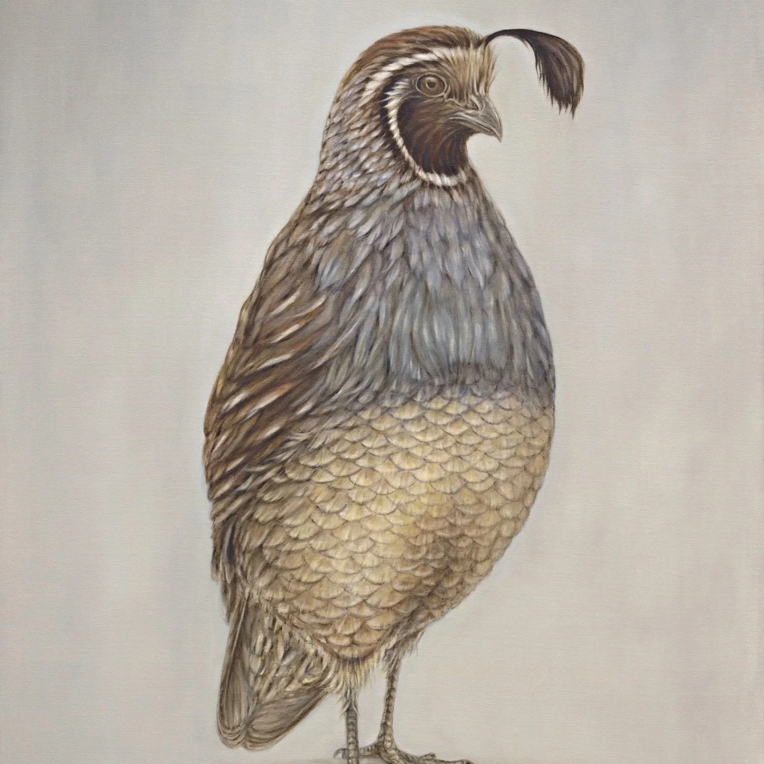 California Quail- Greeting Card - Pack of 6