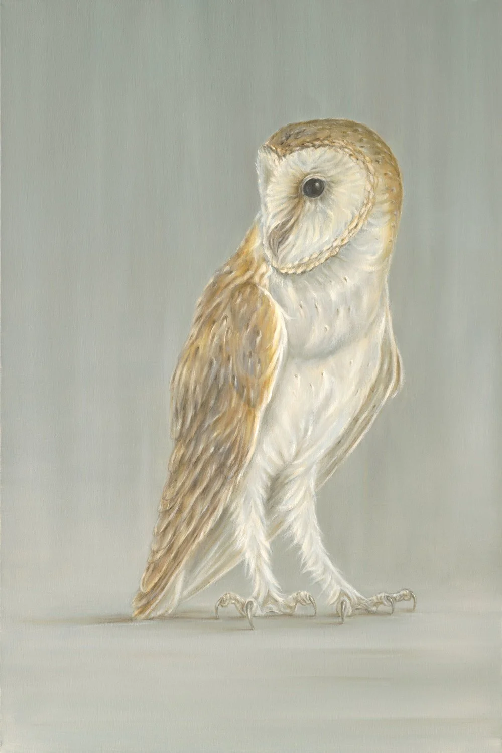 Barn Owl on Grey
Oil on Canvas 24" x 36"