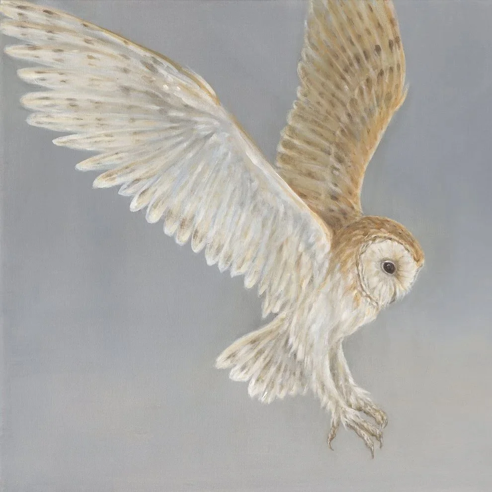 Barn Owl Landing - Greeting Card - Pack of 6